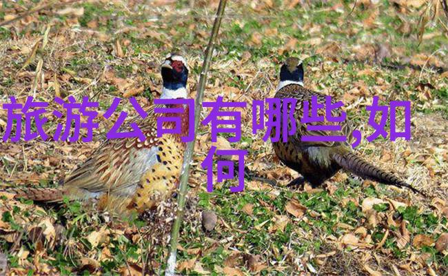化粪池之谜揭秘其如何避免满溢