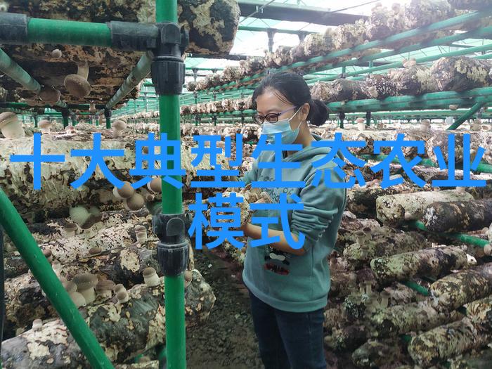 芙蓉诀绽放的爱情与背后的秘密