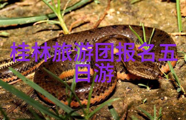 农村生活污水治理专项规划乡村环境整治污水处理技术创新