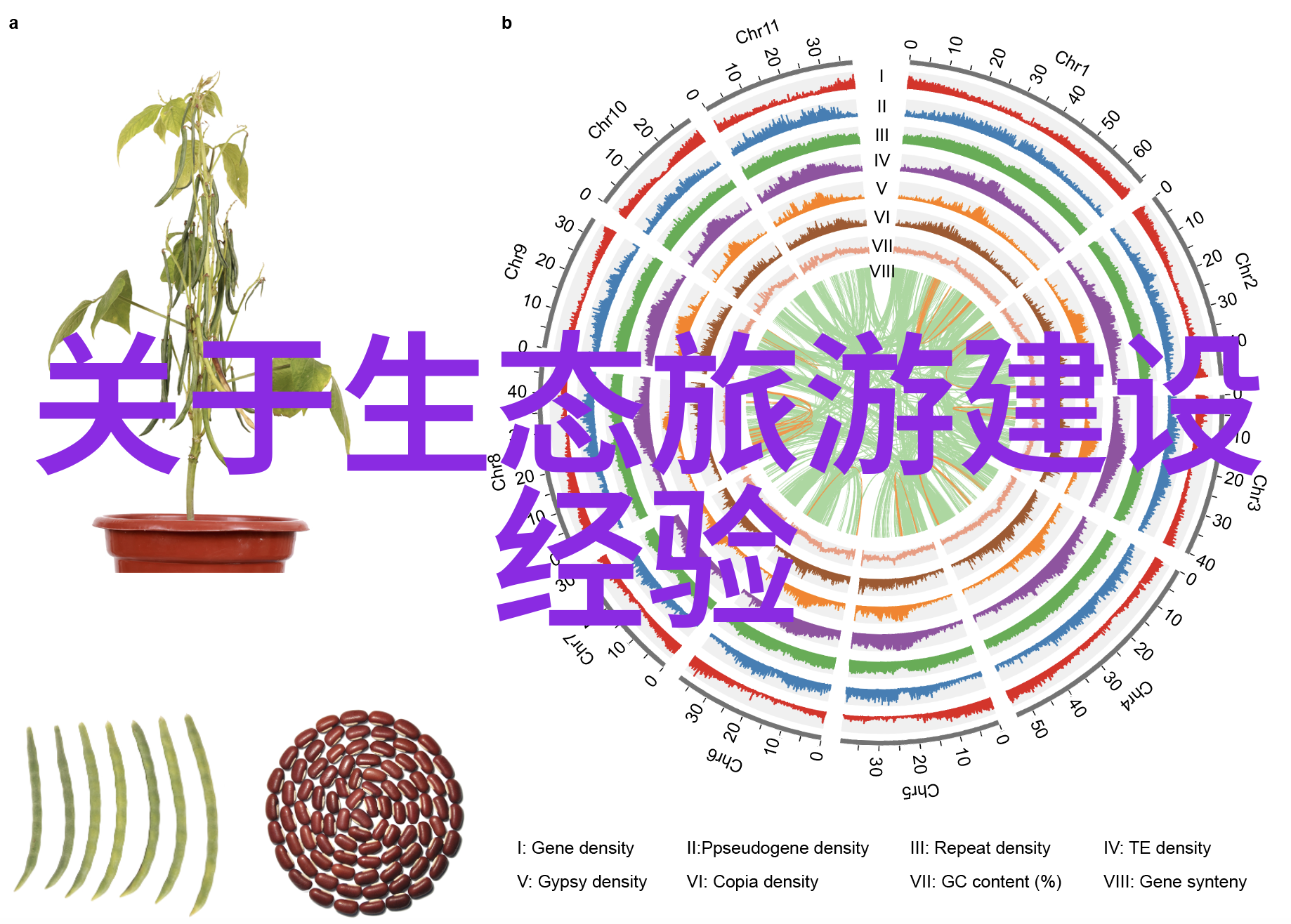 探索奇迹景区新奇体验的奇思妙想