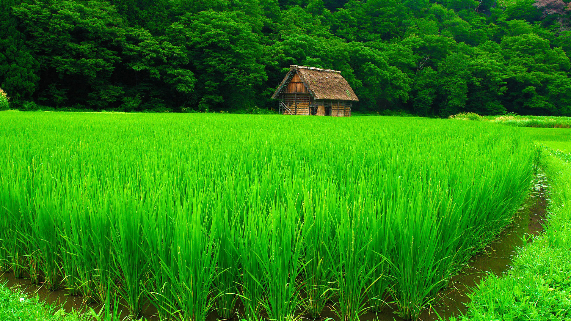 固废治理_固废治理的现状和前景_固废污染防治法