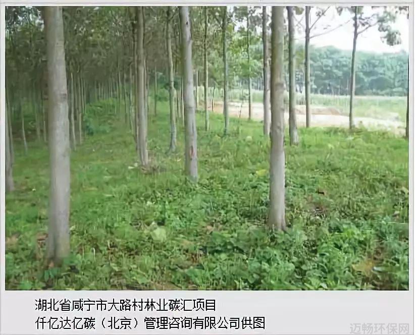 人民日报特刊仟亿达亿碳林业碳汇 传统种树人变身卖碳翁